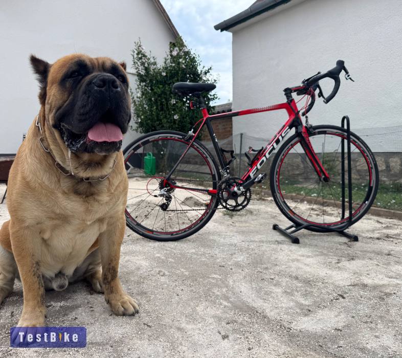 Használt Focus Cayo 1.0 eladó
