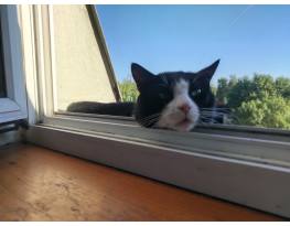 Keresek ZS 49/49 28.6 30 kormánycsapágyat.              