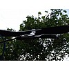 Avid FR 5  2007 fékkar