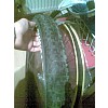 Schwalbe Big Betty 2011 külső gumi, sovjetgyerek képe