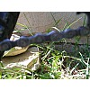 Shimano CN-HG53 (Capreo)  2006 lánc